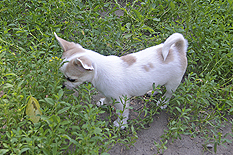 Чихуахуа щенок короткошерстная девочка