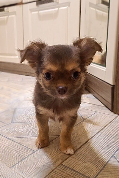 Чихуахуа д/ш щенок