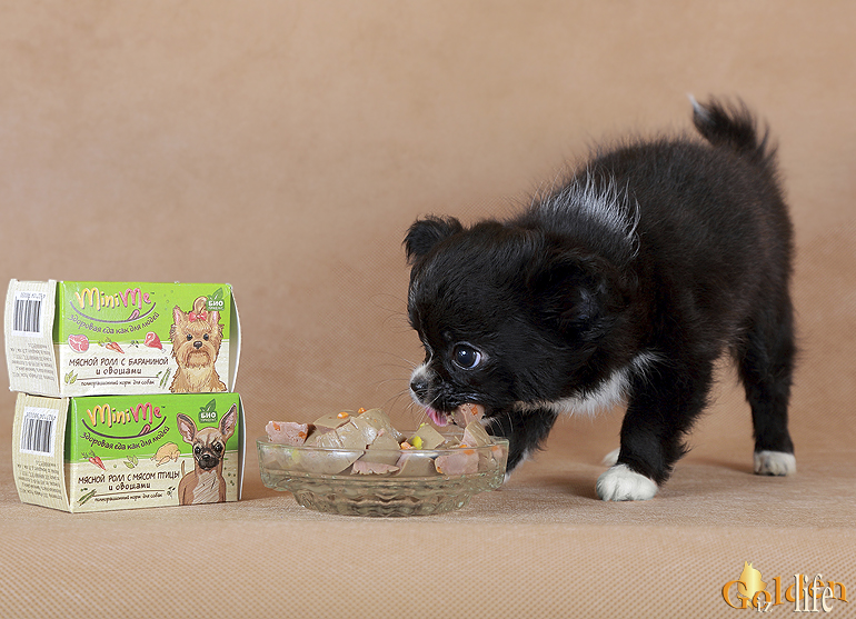 Чем правильно кормить чихуахуа щенка. На фото: чихуахуа д/ш Голден из Лайф Идиллия 2 мес.