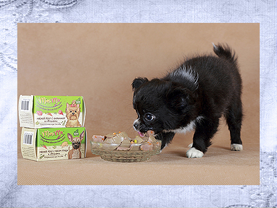 Чем правильно кормить чихуахуа щенка. На фото: чихуахуа д/ш Голден из Лайф Идиллия 2 мес.