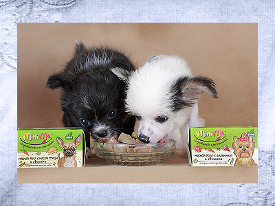 Чем правильно кормить чихуахуа щенка. На фото: щенки питомника Голден из Лайф 2 мес.