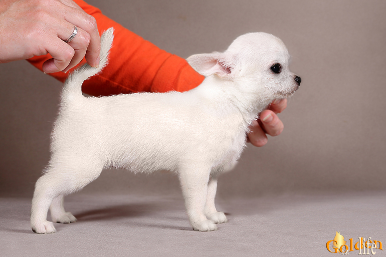 Породистый щенок чихуахуа с родословной. На фото: Чихуахуа г/ш Голден из Лайф Шарлин Шик  2 мес.