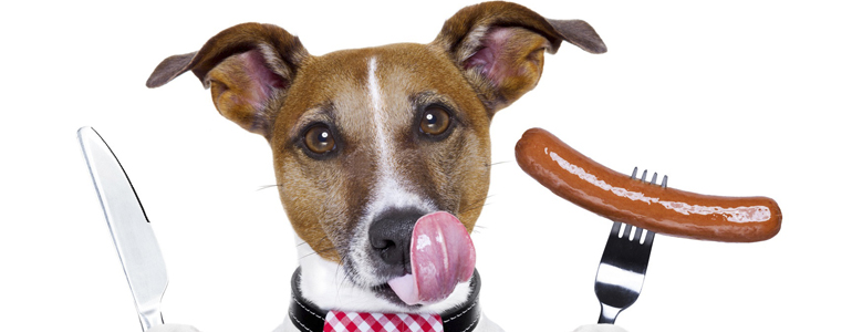 Копрофагия - извращенный аппетит у собак 