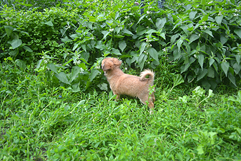 Чихуахуа щенок девочка короткошерстная Голден из Лайф Фенди