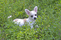 Чихуахуа щенок короткошерстная девочка