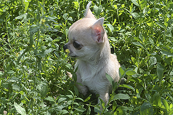 Чихуахуа щенок короткошерстная мини девочка