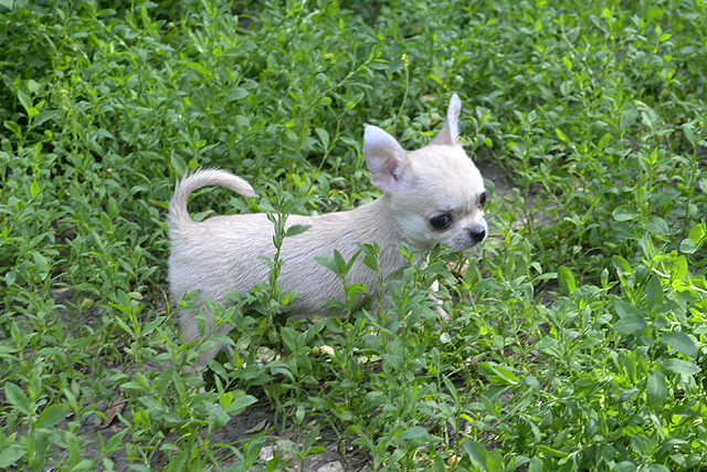 Чихуахуа щенок короткошерстная мини девочка