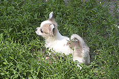 щенок чихуахуа длинношерстный мальчик