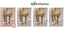 передние конечности чихуахуа