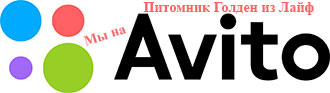 Мы на АВИТО