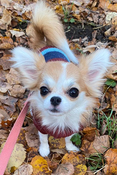 Чихуахуа д/ш щенок девочка