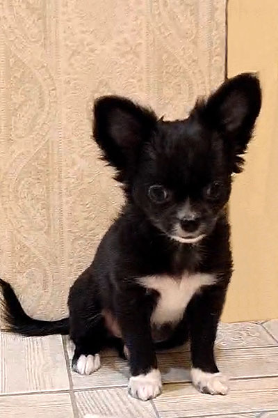 Чихуахуа д/ш щенок