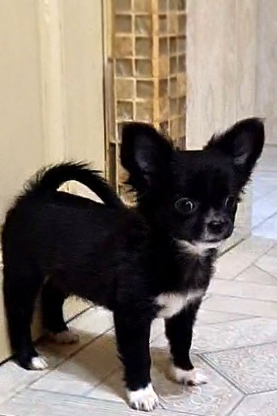 Чихуахуа д/ш щенок