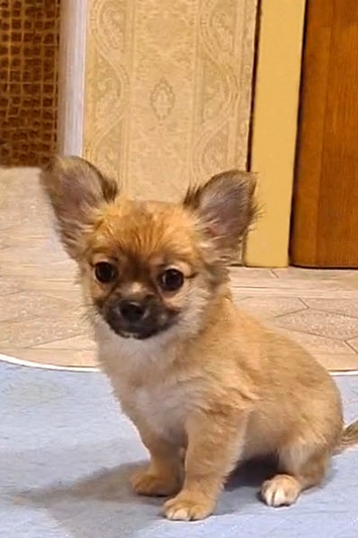 Чихуахуа д/ш щенок