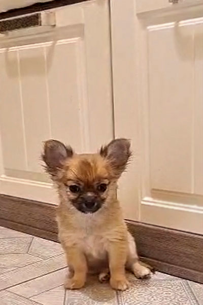 Чихуахуа д/ш щенок