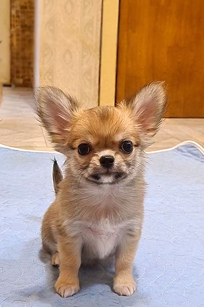 Чихуахуа д/ш щенок