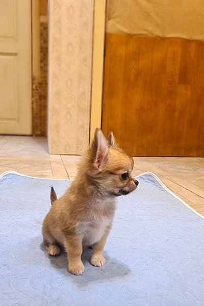 Чихуахуа д/ш щенок