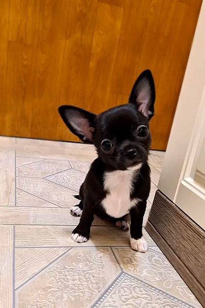 Чихуахуа к/ш щенок