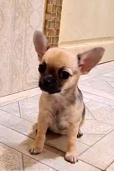 Чихуахуа к/ш щенок